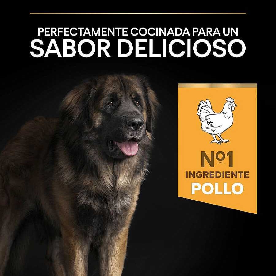 Perros Pro Plan Pienso Seco | Pro Plan Large Robust Adult Pienso Para Perros