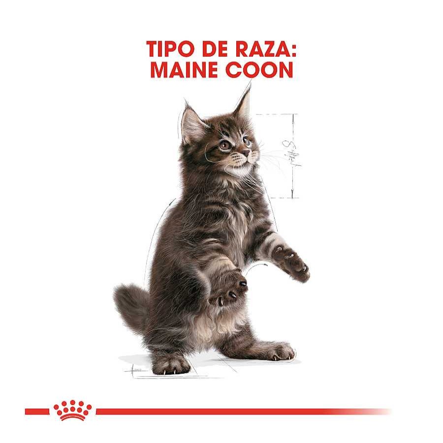 Gatos Royal Canin Pienso Seco | Royal Canin Kitten Maine Coon Pienso Para Gatos