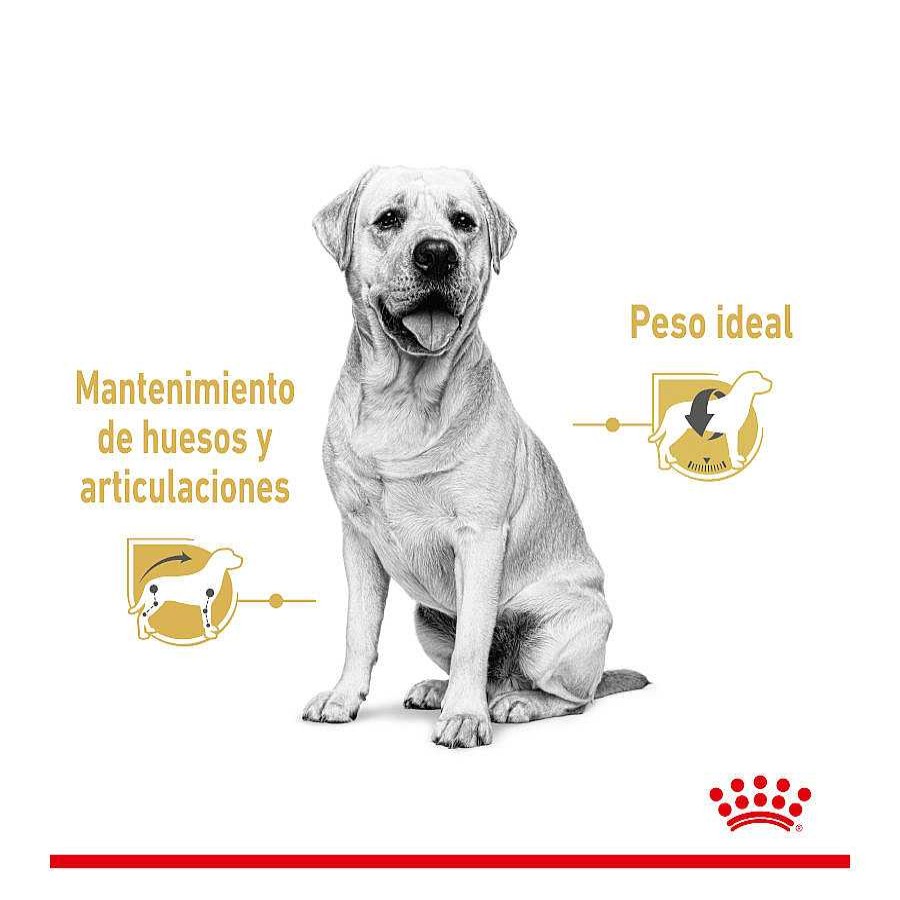 Perros Royal Canin Comida H Meda | Royal Canin Labrador Sobres