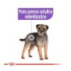 Perros Royal Canin Pienso Seco | Royal Canin Sterilised Mini Pienso Para Perros