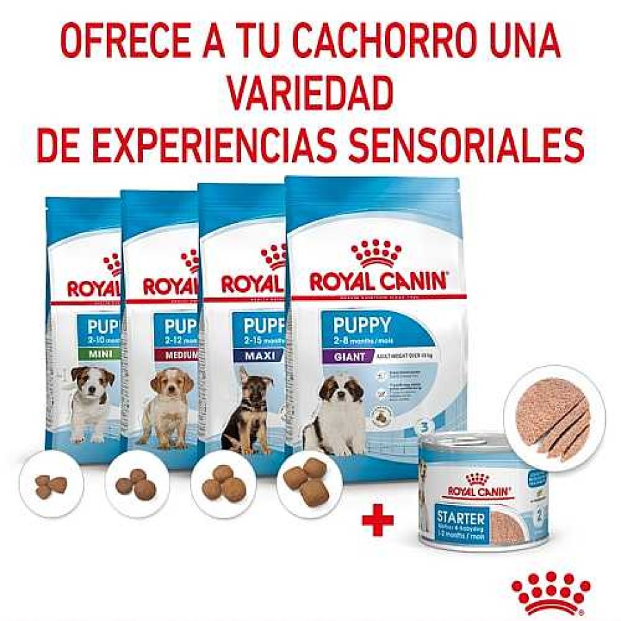 Perros Royal Canin Comida H Meda | Royal Canin Starter Mommy & Baby Mousse Latas Para Perros