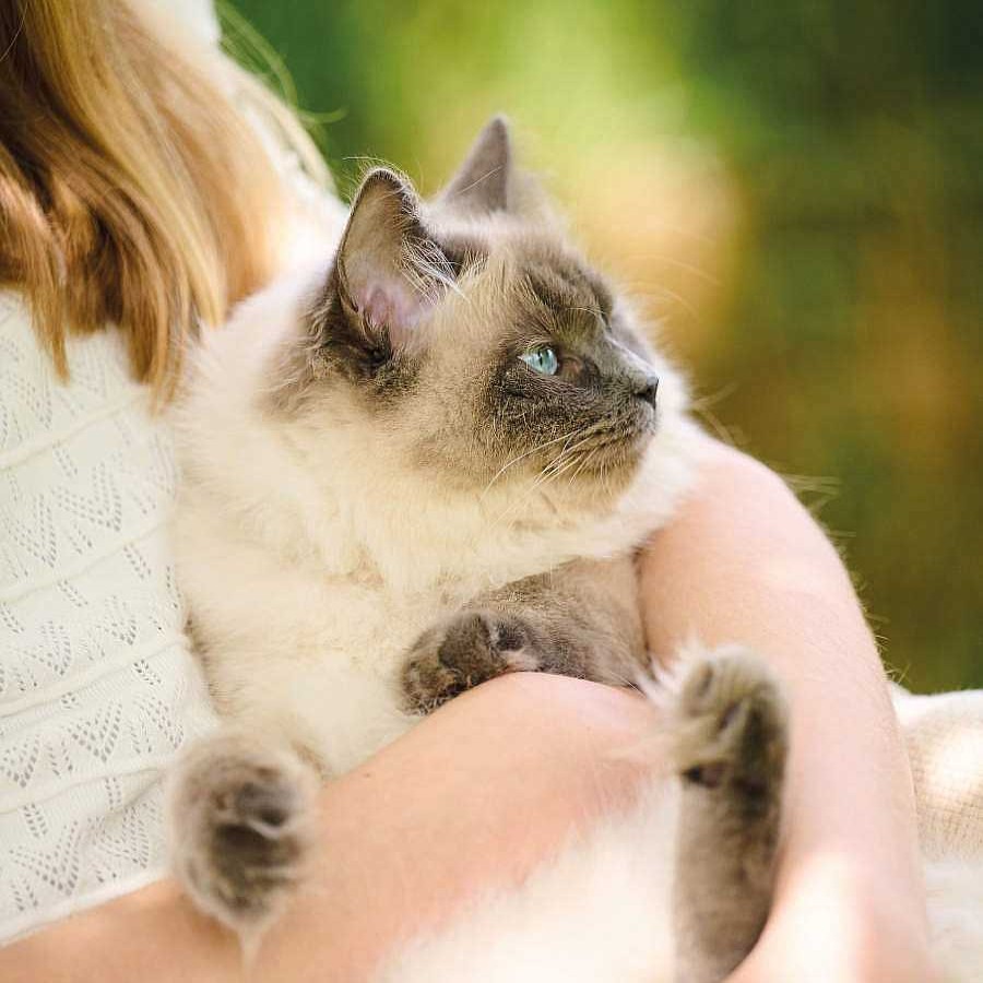 Gatos Beaphar | Beaphar Calming Pipetas Relajantes Para Gatos