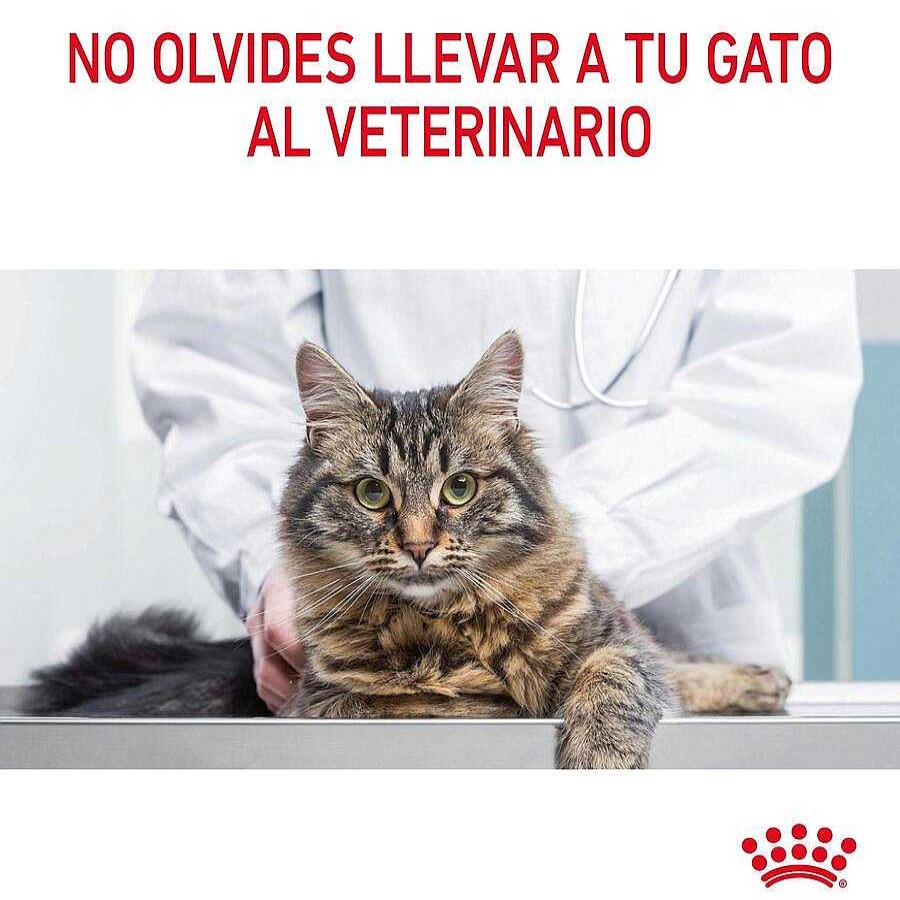 Gatos Royal Canin Pienso Seco | Royal Canin Appetite Control Care Pienso Para Gatos