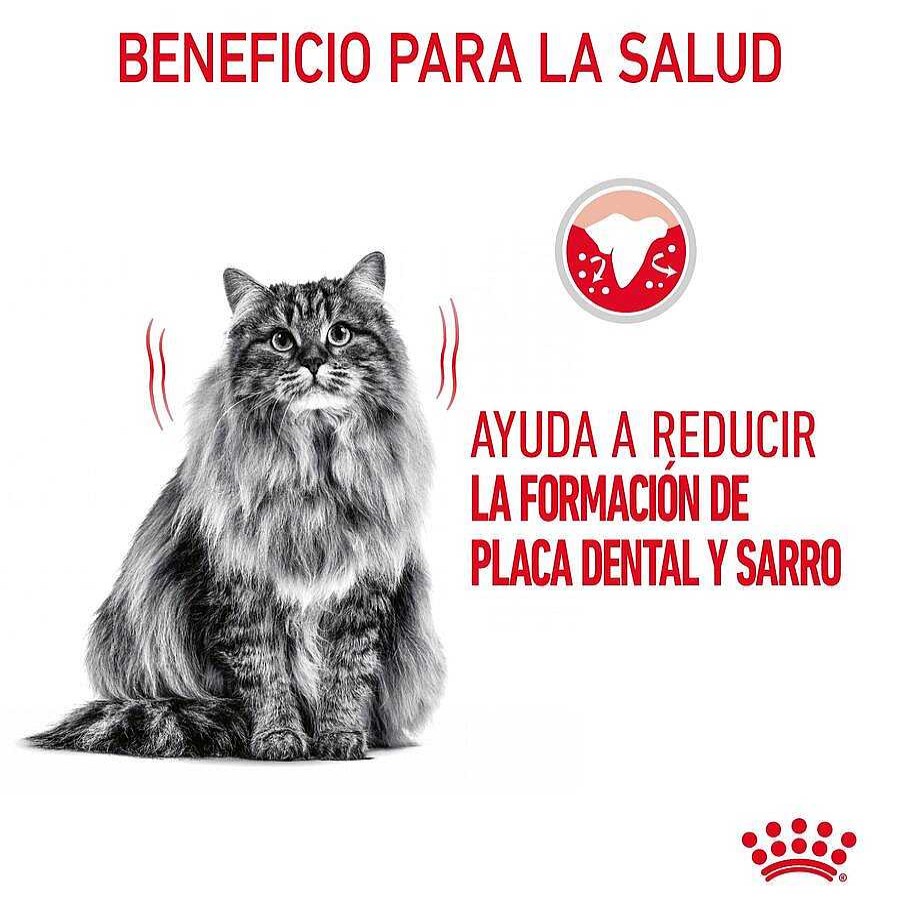 Gatos Royal Canin Pienso Seco | Royal Canin Adult Oral Pienso Para Gatos