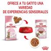 Gatos Royal Canin Comida H Meda | Royal Canin Kitten Sterilised Salsa Sobre Para Gatos