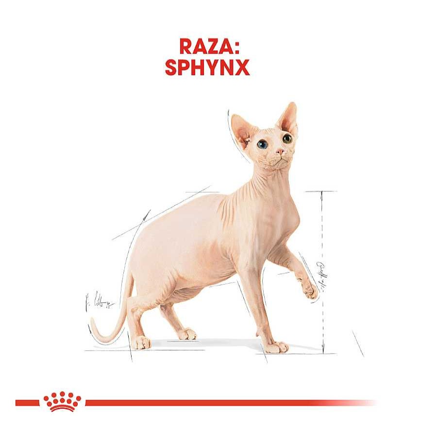 Gatos Royal Canin Pienso Seco | Royal Canin Adult Sphynx Pienso Para Gatos