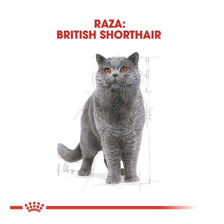 Gatos Royal Canin Pienso Seco | Royal Canin Adult British Shorthair Pienso Para Gatos