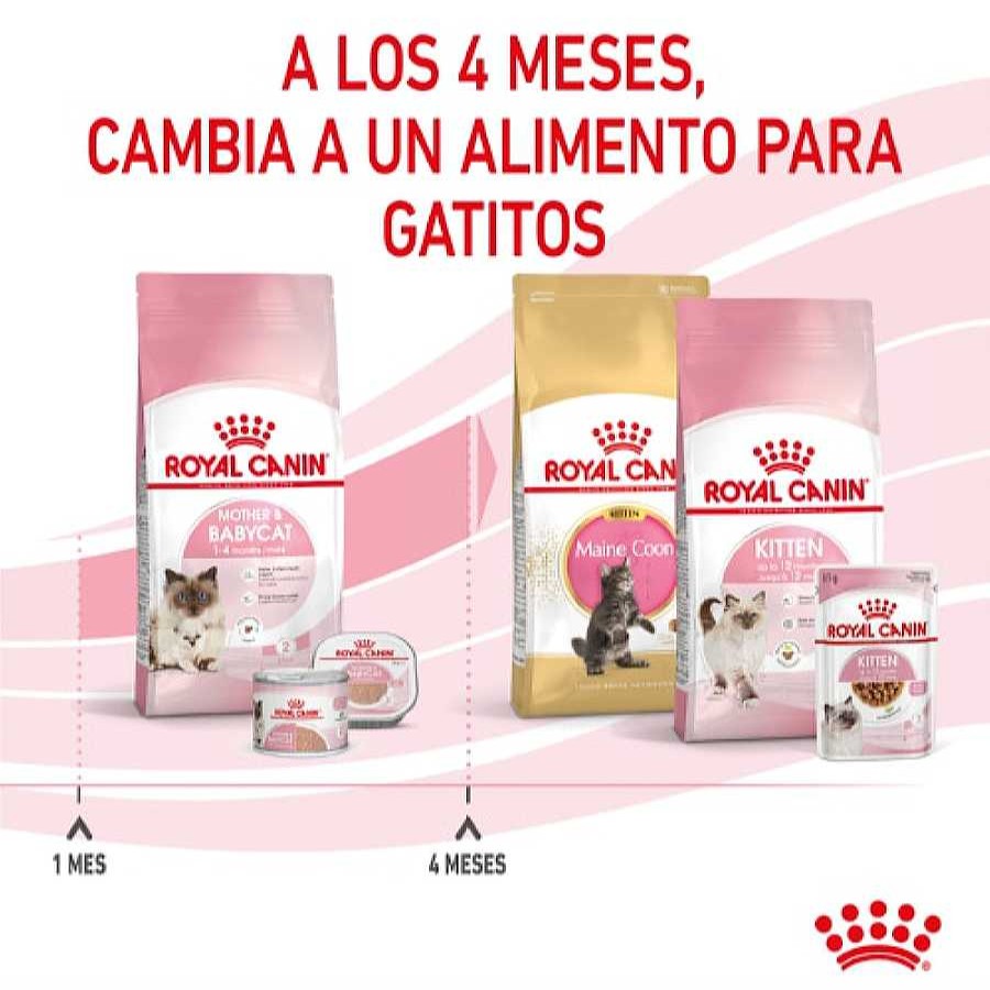 Gatos Royal Canin Pienso Seco | Royal Canin Mother & Babycat Pienso Para Gatos