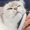 Gatos Catit | Catit Grooming Kit De Belleza Para Gatos De Pelo Largo