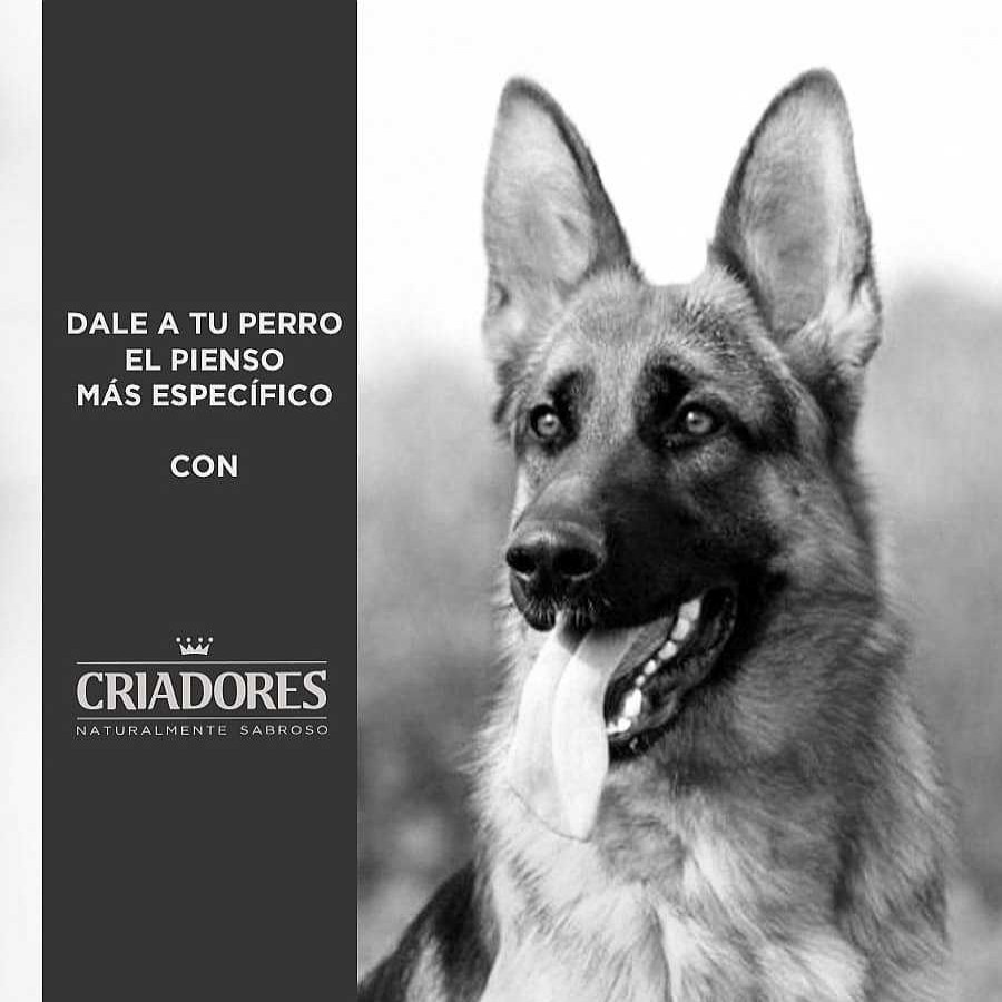 Perros Criadores Pienso Seco | Criadores Adulto Cordero Y Arroz Pienso Para Perros De Razas Mediana Y Grande