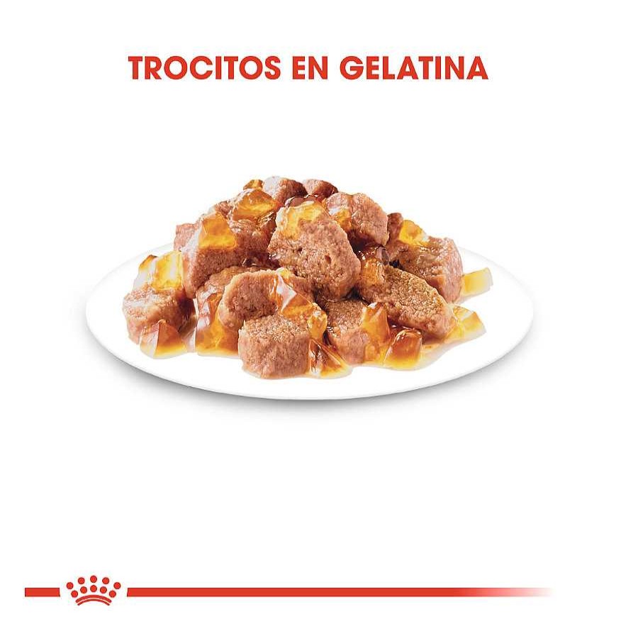 Gatos Royal Canin Comida H Meda | Royal Canin Ageing 12+ Gelatina Sobres Para Gatos