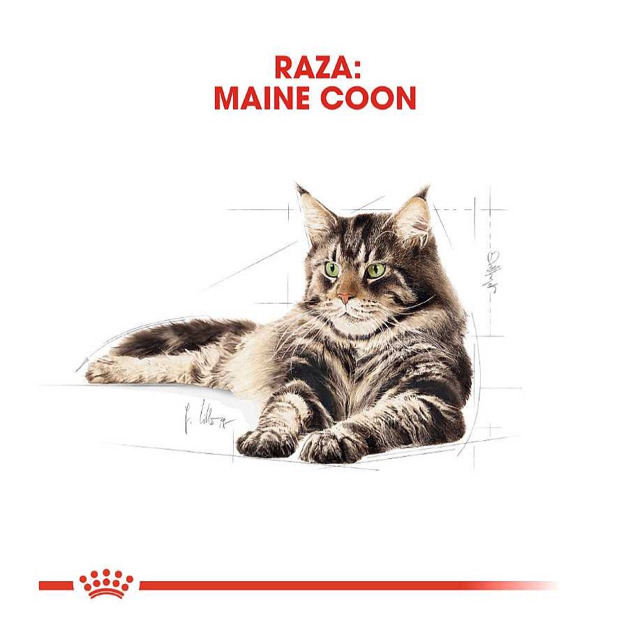 Gatos Royal Canin Pienso Seco | Royal Canin Adult Maine Coon Pienso Para Gatos