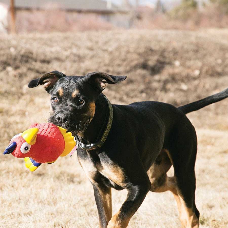 Accesorios Kong | Kong Wiggi Cocodrilo De Juguete Para Perros