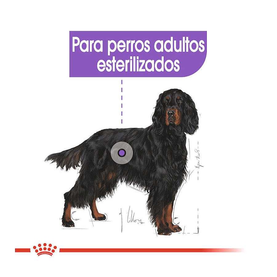 Perros Royal Canin Pienso Seco | Royal Canin Sterilised Maxi Pienso Para Perros