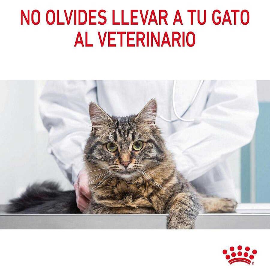 Gatos Royal Canin Pienso Seco | Royal Canin Intense Hairball Pienso Para Gatos