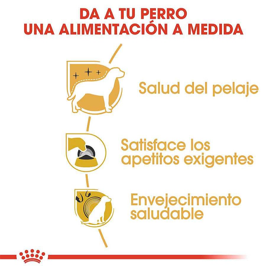 Perros Royal Canin Pienso Seco | Royal Canin Adult Yorkshire Terrier Pienso Para Perros